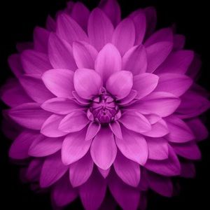 Meet your Posher, Ellie